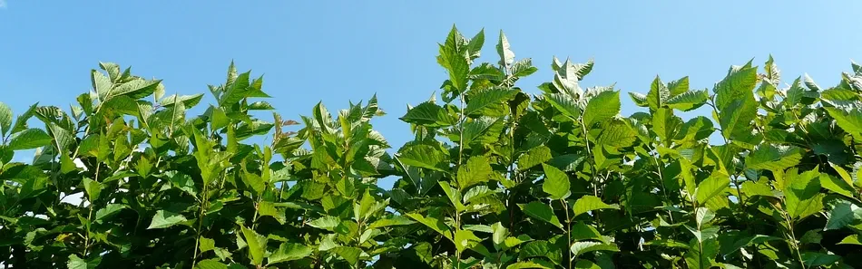 Гадавальнік пладовых дрэў, яблыні, грушы, слівы, Польшча - слайд 2