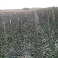 Гадавальнік: дрэвы, пладовыя кусты, яблыні, грушы, слівы, вішні, Польшча- галерэя 18