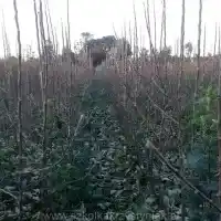 Гадавальнік: дрэвы, пладовыя кустовы, яблыні, грушы, слівы, вішні, Польшча - галерэя 17