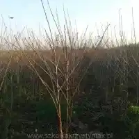 Гадавальнікі: дрэвы, пладовыя кусты, яблыні, грушы, слівы, вішні, Польшча