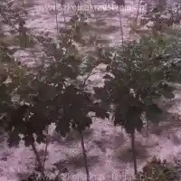 Гадавальнік: дрэвы, пладовыя кусты, яблыні, грушы, слівы, вішні, Польшча- галерэя 18