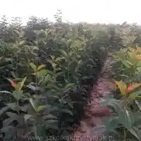 Гадавальнік: дрэвы, пладовыя кусты, яблыні, грушы, слівы, вішні, Польшча - галерэя 03