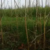 Гадавальнік: дрэвы, пладовыя кусты, яблыні, грушы, слівы, вішні, Польшча - галерэя 04