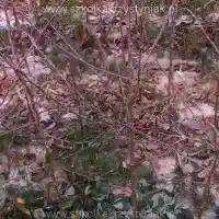 Гадавальнік: дрэвы, пладовыя кусты, яблыні, грушы, слівы, вішні, Польшча - галерэя - 04