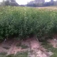 Гадавальнік, дрэвы, пладовыя кусты, яблыні, грушы, слівы, вішні, Польшча - галерэя 0