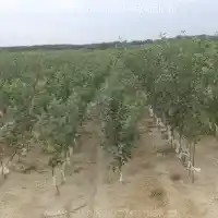 Гадавальнік, дрэвы, пладовыя кусты, яблыні, грушы, слівы, вішні, Польшча - галерэя -05