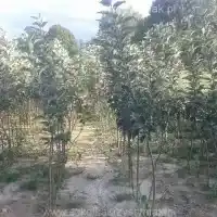 Гадавальнік: дрэвы, пладовыя кусты, яблыні, грушы, слівы, вішні, Польшча - галерэя 05