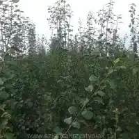 Гадавальнік: дрэвы, пладовыя кусты, яблыні, грушы, слівы, вішні, Польшча - галерэя 00