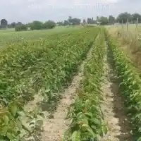 Гадавальнік: дрэвы, пладовыя кусты, яблыні, грушы, слівы, вішні, Польшча - галерэя 19