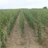 Гадавальнікі: дрэвы, пладовыя кусты, яблыні, грушы, слівы, вішні, Польшча