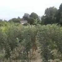 Гадавальнік: дрэвы, пладовыя кусты, яблыні, грушы, слівы, вішні, Польшча - галерэя 06