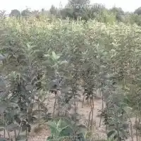 Гадавальнік: дрэвы, пладовыя кусты, яблыні, грушы, слівы, вішні, Польшча- галерэя 20