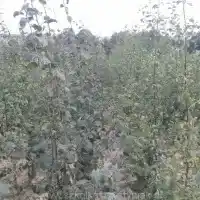 Гадавальнікі: дрэвы, пладовыя кусты, яблыні, грушы, слівы, вішні, Польшча