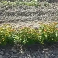 Гадавальнік: дрэвы, пладовыя кусты, яблыні, грушы, слівы, вішні, Польшча - галерэя 07