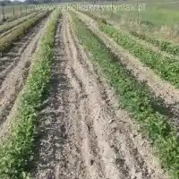 Гадавальнік: дрэвы, пладовыя кусты, яблыні, грушы, слівы, вішні, Польшча - галерэя 21