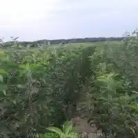 Гадавальнік: дрэвы, пладовыя кусты, яблыні, грушы, слівы, вішні, Польшча - галерэя 22