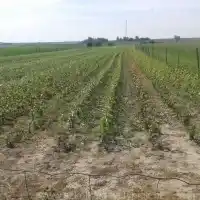 Гадавальнік: дрэвы, пладовыя кусты, яблыні, грушы, слівы, вішні, Польшча - галерэя 23