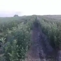 Гадавальнік: дрэвы, пладовыя кусты, яблыні, грушы, слівы, вішні, Польшча - галерэя 24