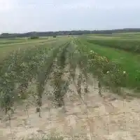 Гадавальнік: дрэвы, пладовыя кусты, яблыні, грушы, слівы, вішні, Польшча - галерэя 09