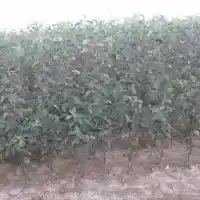 Гадавальнік: дрэвы, пладовыя кусты, яблыні, грушы, слівы, вішні, Польшча - галерэя 25