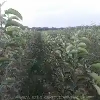 Гадавальнік: дрэвы, пладовыя кусты, яблыні, грушы, слівы, вішні, Польшча- галерэя 26