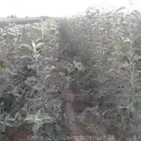 Гадавальнік: дрэвы, пладовыя кусты, яблыні, грушы, слівы, вішні, Польшча- галерэя 27