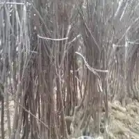 Гадавальнік: дрэвы, пладовыя кусты, яблыні, грушы, слівы, вішні, Польшча - галерэя 11