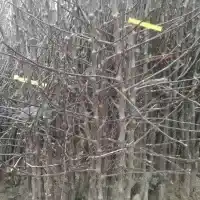 Гадавальнік: дрэвы, пладовыя кусты, яблыні, грушы, слівы, вішні, Польшча- галерэя 28