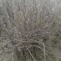 Гадавальнікі: дрэвы, пладовыя кусты, яблыні, грушы, слівы, вішні, Польшча