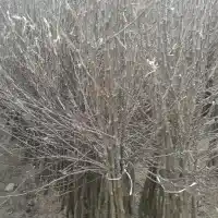 Гадавальнік: дрэвы, пладовыя кусты, яблыні, грушы, слівы, вішні, Польшча - галерэя 12