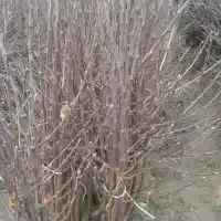 Гадавальнік: дрэвы, пладовыя кусты, яблыні, грушы, слівы, вішні, Польшча- галерэя 29