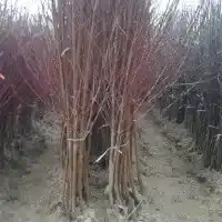 Гадавальнік: дрэвы, пладовыя кусты, яблыні, грушы, слівы, вішні, Польшча- галерэя 30