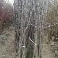 Гадавальнік: дрэвы, пладовыя кусты, яблыні, грушы, слівы, вішні, Польшча - галерэя 13