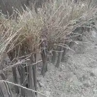 Гадавальнік: дрэвы, пладовыя кусты, яблыні, грушы, слівы, вішні, Польшча- галерэя 31