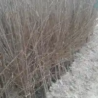 Гадавальнік: дрэвы, пладовыя кусты, яблыні, грушы, слівы, вішні, Польшча- галерэя 32