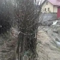 Гадавальнік: дрэвы, пладовыя кусты, яблыні, грушы, слівы, вішні, Польшча - галерэя 14