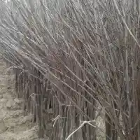 Гадавальнік: дрэвы, пладовыя кусты, яблыні, грушы, слівы, вішні, Польшча- галерэя 34