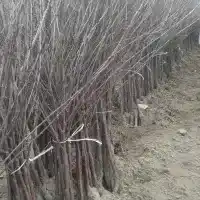 Гадавальнік: дрэвы, пладовыя кусты, яблыні, грушы, слівы, вішні, Польшча - галерэя 15