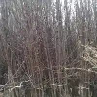 Гадавальнік: дрэвы, пладовыя кусты, яблыні, грушы, слівы, вішні, Польшча- галерэя 35